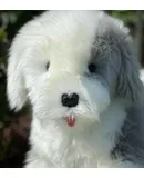 Meet Rory: The Adorable 30-Inch Plush Sheepdog for Endless Cuddles and Comfort