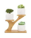 Planter for Succulents Cactus Planter Bamboo Tray Decoration Made of Bamboo for Decorating Desk and Windowsill at Home