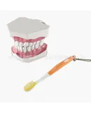 1 Set Standard Tooth Model Dental Mouth Model Tooth Teaching Model Dental Tooth Model with Tooth Brush