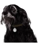 BELKIN AirTag Keychain Compatible, Apple Anti-Loss Device AirTag Protector, Tracker Silicone Dirt-Resistant Shockproof Case, with Reflective Ring, Outline Ring MSC003 White