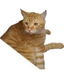 Fandouchongshe Outdoor Cat House, Rainproof, Winter Warmth, Enclosed, Outdoor Cold-Proof Cat Shelter, XL Size Outdoor Cat Bed