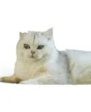 Miaoxianer Cat Scratching Board, Cat Bed Integrated, Wear-Resistant, No Shedding, Cat Scratching Pad, Large Size, Sisal Cat Toy, Cat Sofa