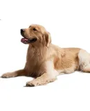 SHARK 8.9 Enhanced Version, True Flat-Lying Multi-Pre Capture, Zero Tangling Floor Washer, Automatic Cleaning And Drying, 180° Flat to Thin Fully Equipped Machine, Royal