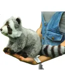 AI CAN National Geographic Realistic Animal Plush Toy Gift Box, Raccoon Companion Pillow, Aibeibei, Birthday Gift for Boys And Girls