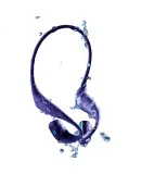 JBL PACE Running Armband, True Wireless Open-Ear Sports Earphones, Bluetooth Headphones, Comfortable Over-Ear Design for Running, Waterproof, Recommended New Year Gift, Coast Blue