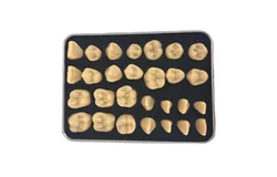 Dental Resin Denture Oral Care Pit And Fissure Caries Teeth Comparison Model