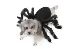 Halloween Dogs Cats Spider Costume Pet Party Outfits for Small Dogs Cats