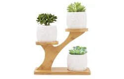 Planter for Succulents Cactus Planter Bamboo Tray Decoration Made of Bamboo for Decorating Desk and Windowsill at Home