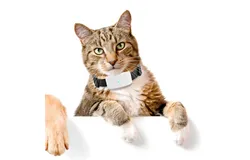 WiFi&plus;GPS&plus;LBS positioning adsorption charging TK911 pet cat and dog GPS tracking locator