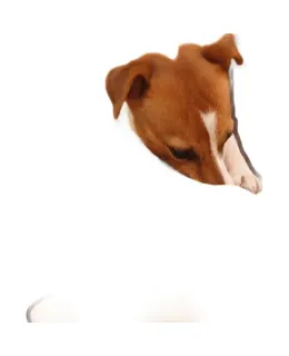 Juguete para Perros GiGwi (GiGwi) con Sonido, de Felpa, Duradero para Morder, Forma Divertida, Juguete Educativo, Juguete para Perros, Juguete para Mascotes